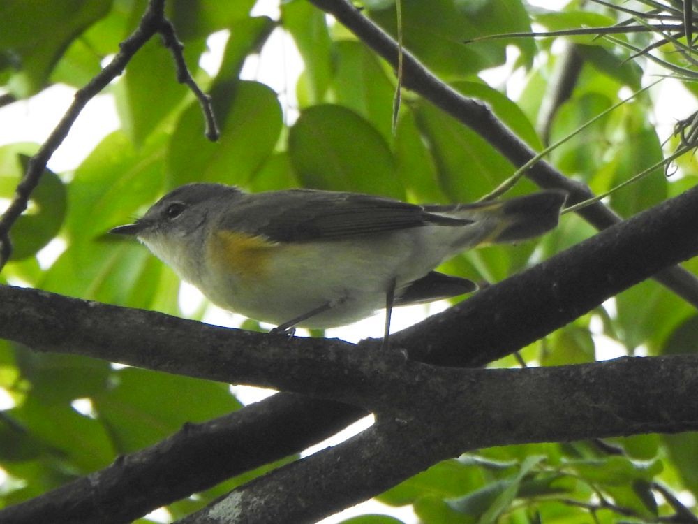 Горихвостковая древесница - ML644936303