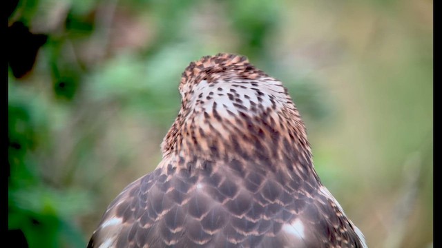 Cooper Atmacası - ML644936304