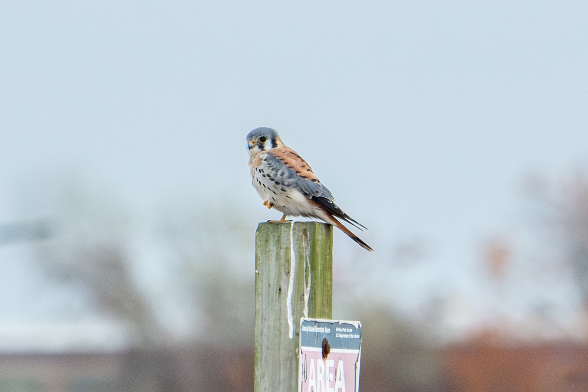 American Kestrel - ML644936306