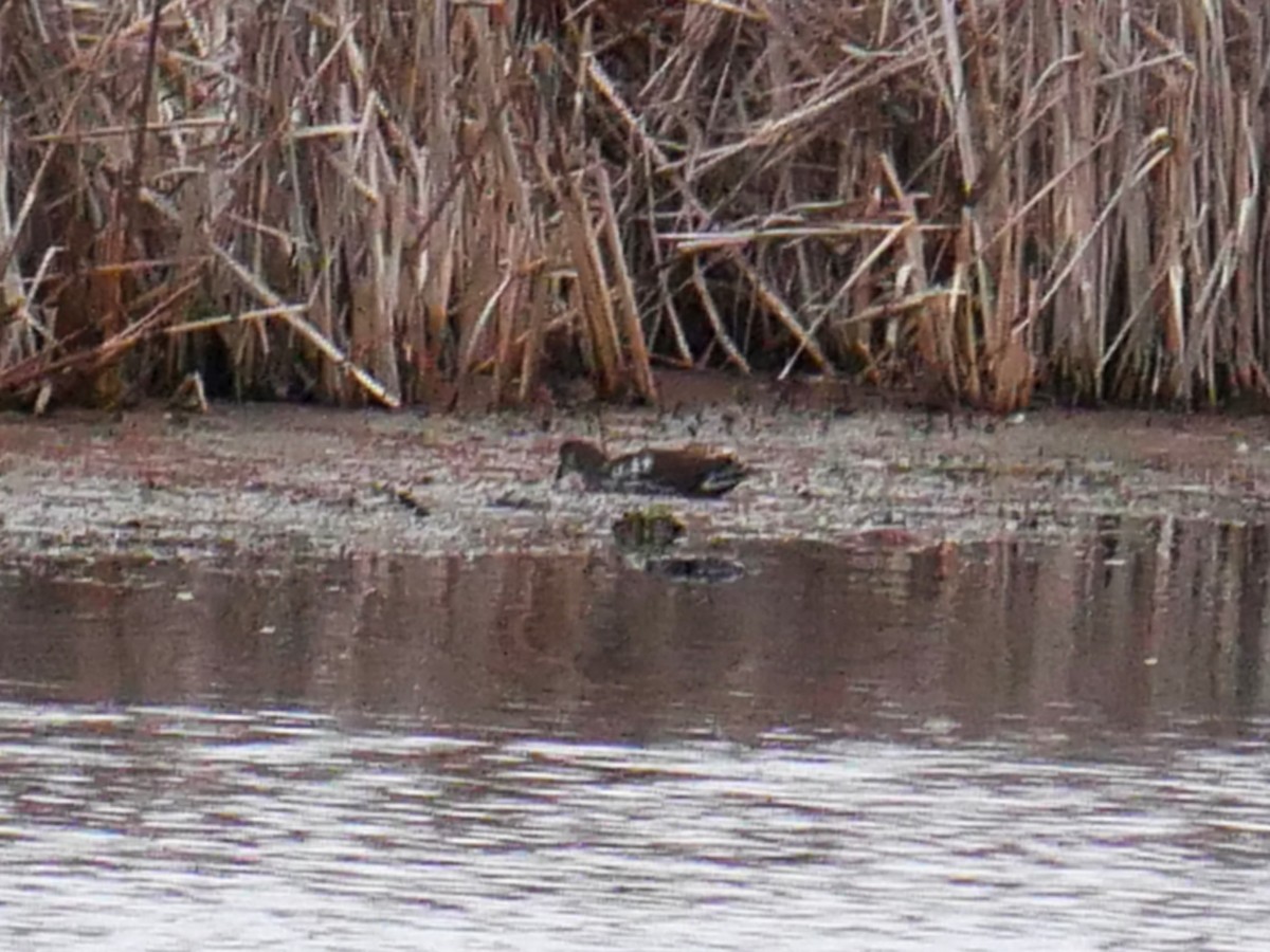 Курочка латиноамериканська - ML644936308