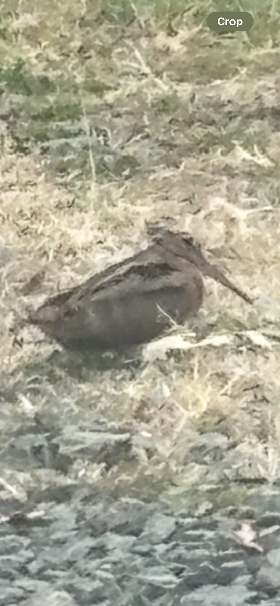 American Woodcock - ML644936324