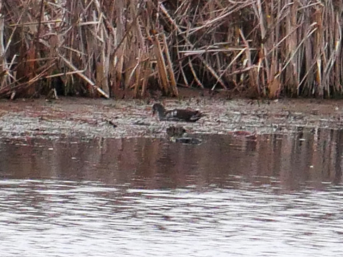 Курочка латиноамериканська - ML644936325