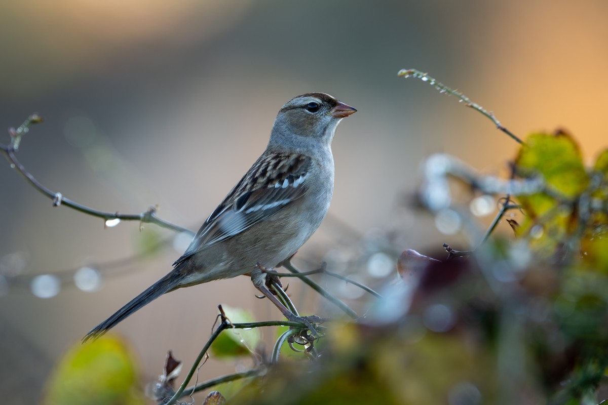 White-crowned Sparrow - ML644936328