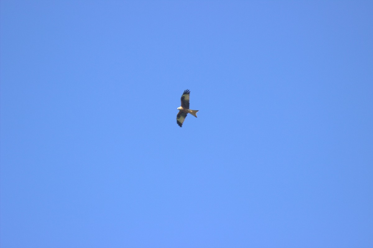 Red Kite - ML644936330