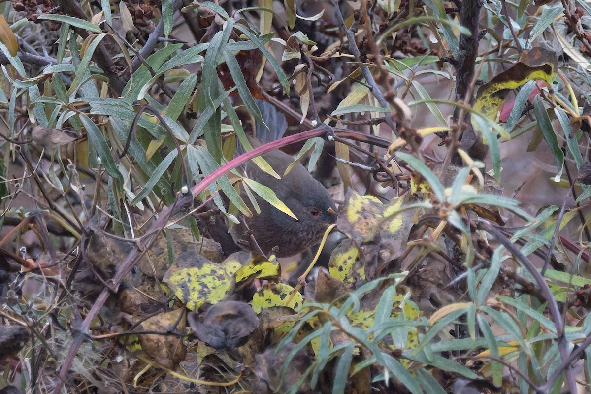 Etze-txinboa - ML644936350