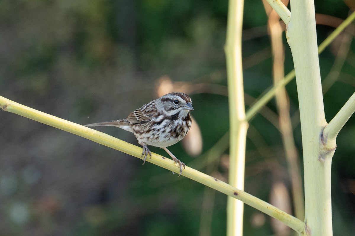 Song Sparrow - ML644936361