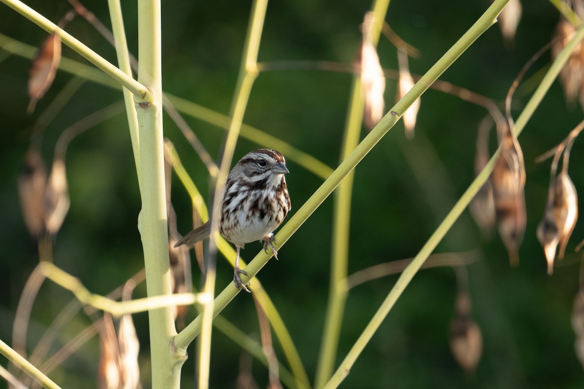 Song Sparrow - ML644936362