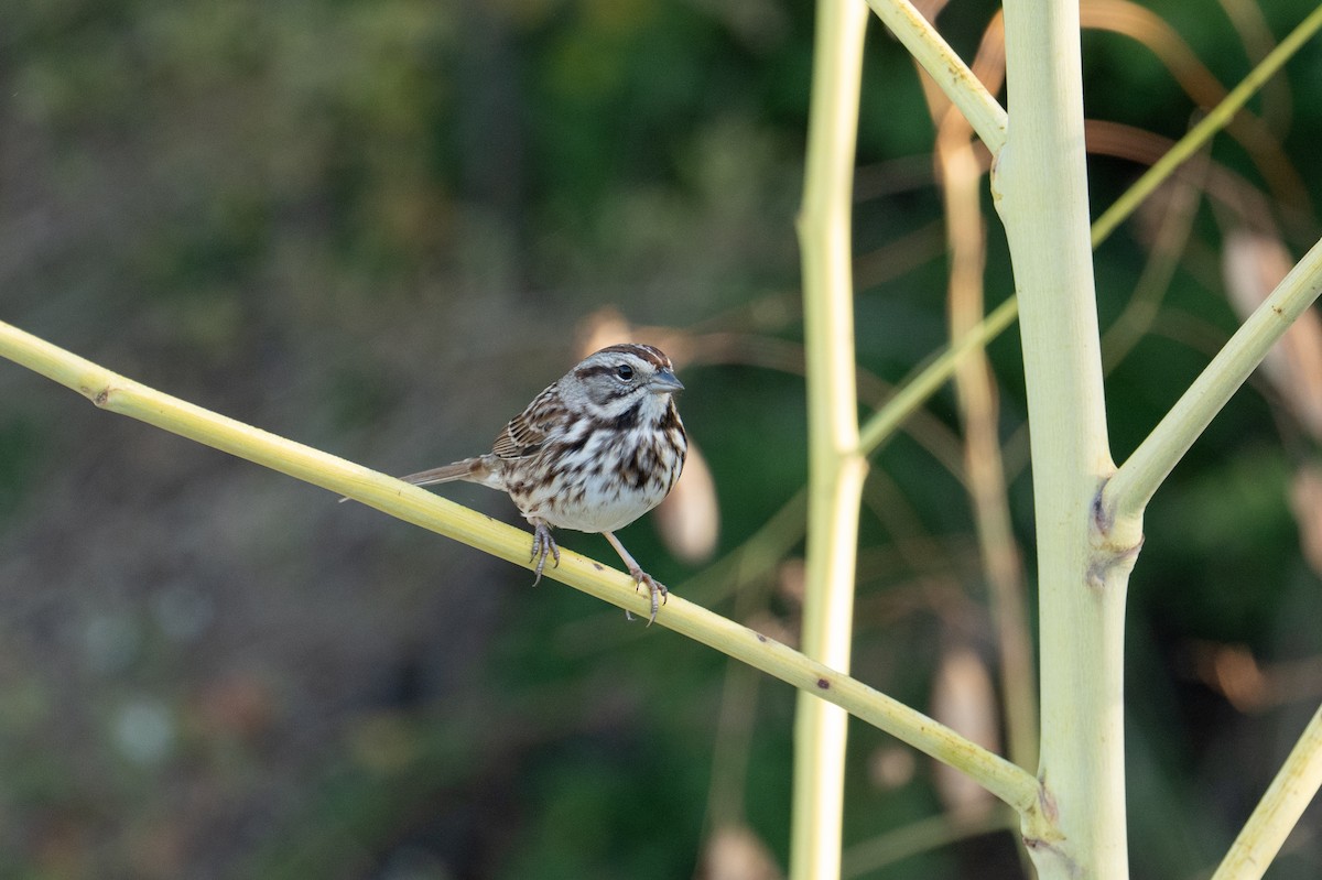Song Sparrow - ML644936363