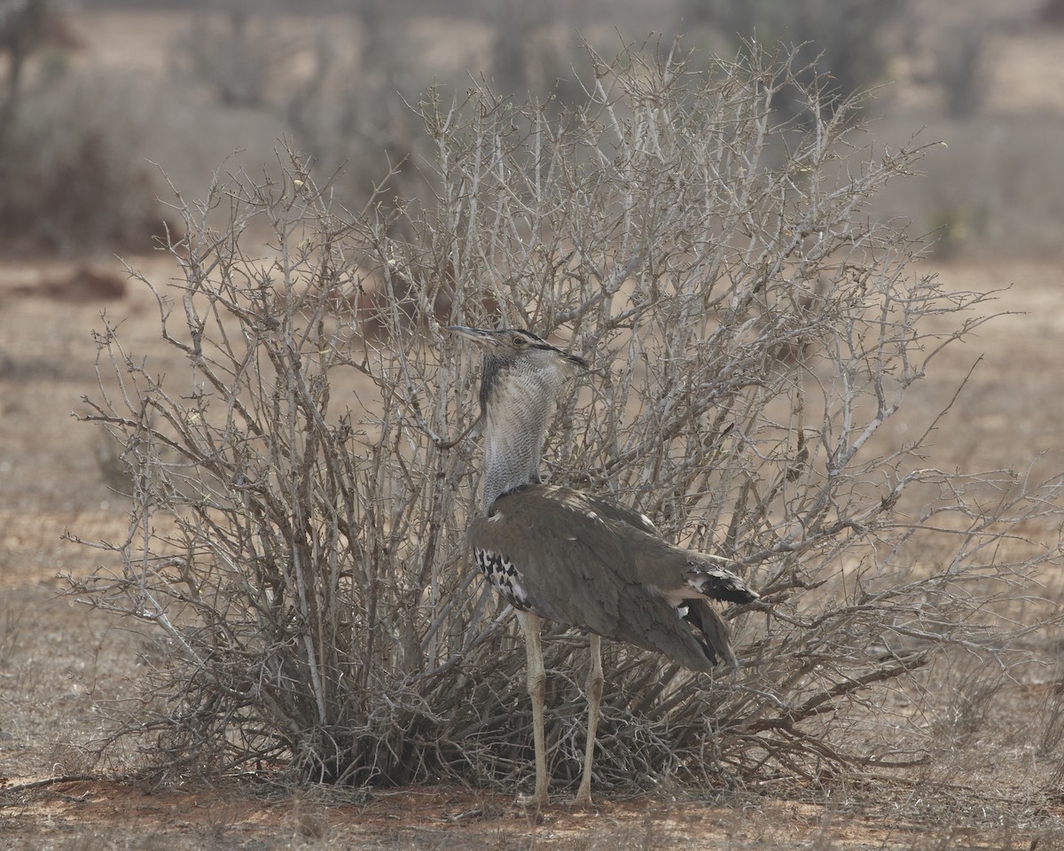 Дрофа-кори - ML644936367