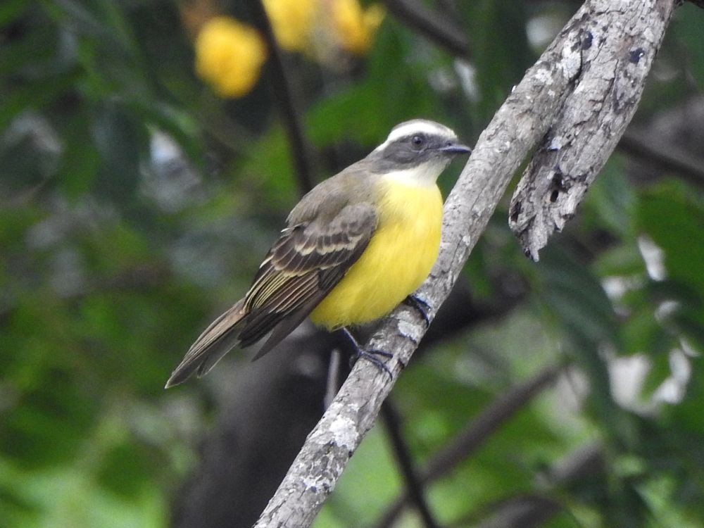 Tyran sociable - ML644936370