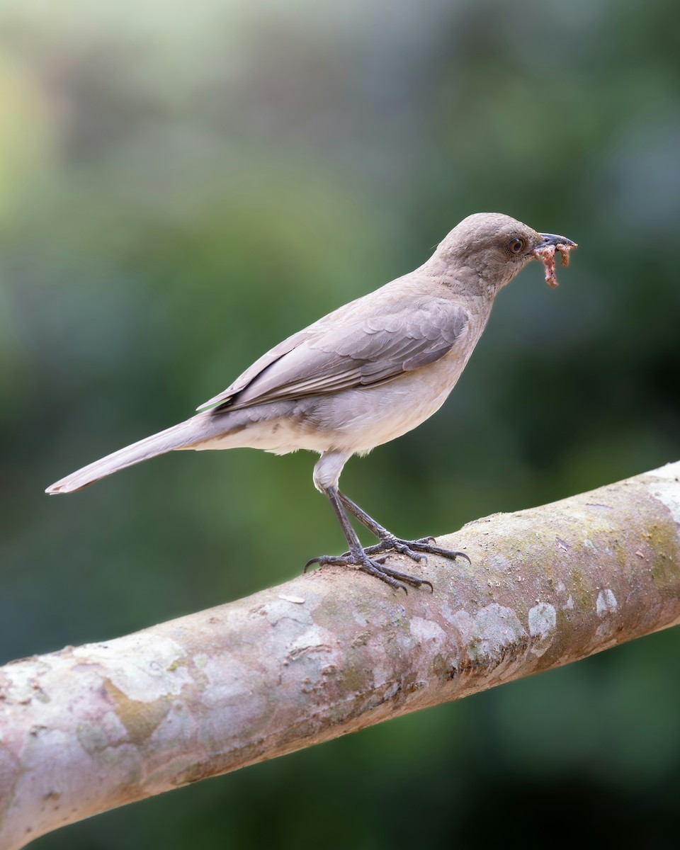 Black-billed Thrush - ML644936375