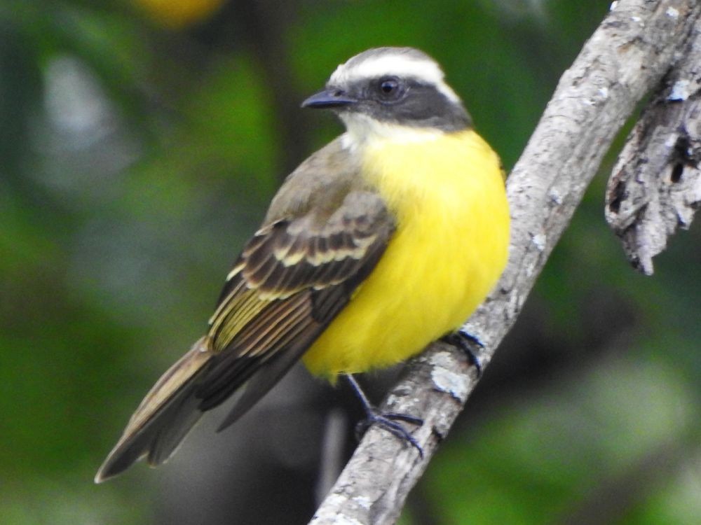 Tyran sociable - ML644936376