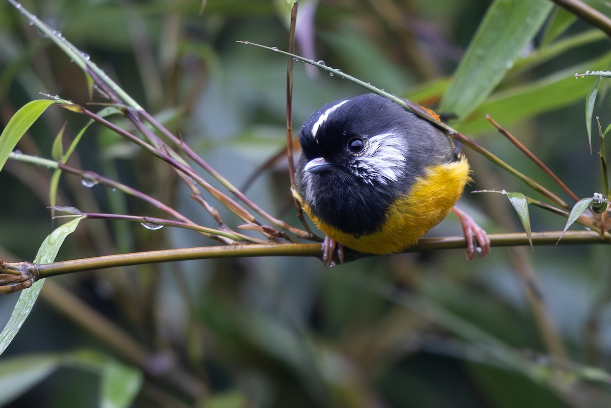 Golden-breasted Fulvetta - ML644936388