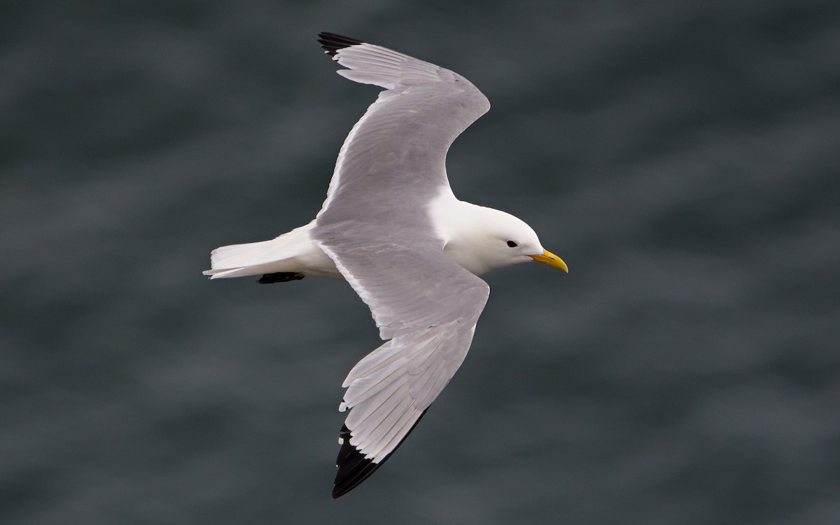 Kara Ayaklı Martı - ML644936397