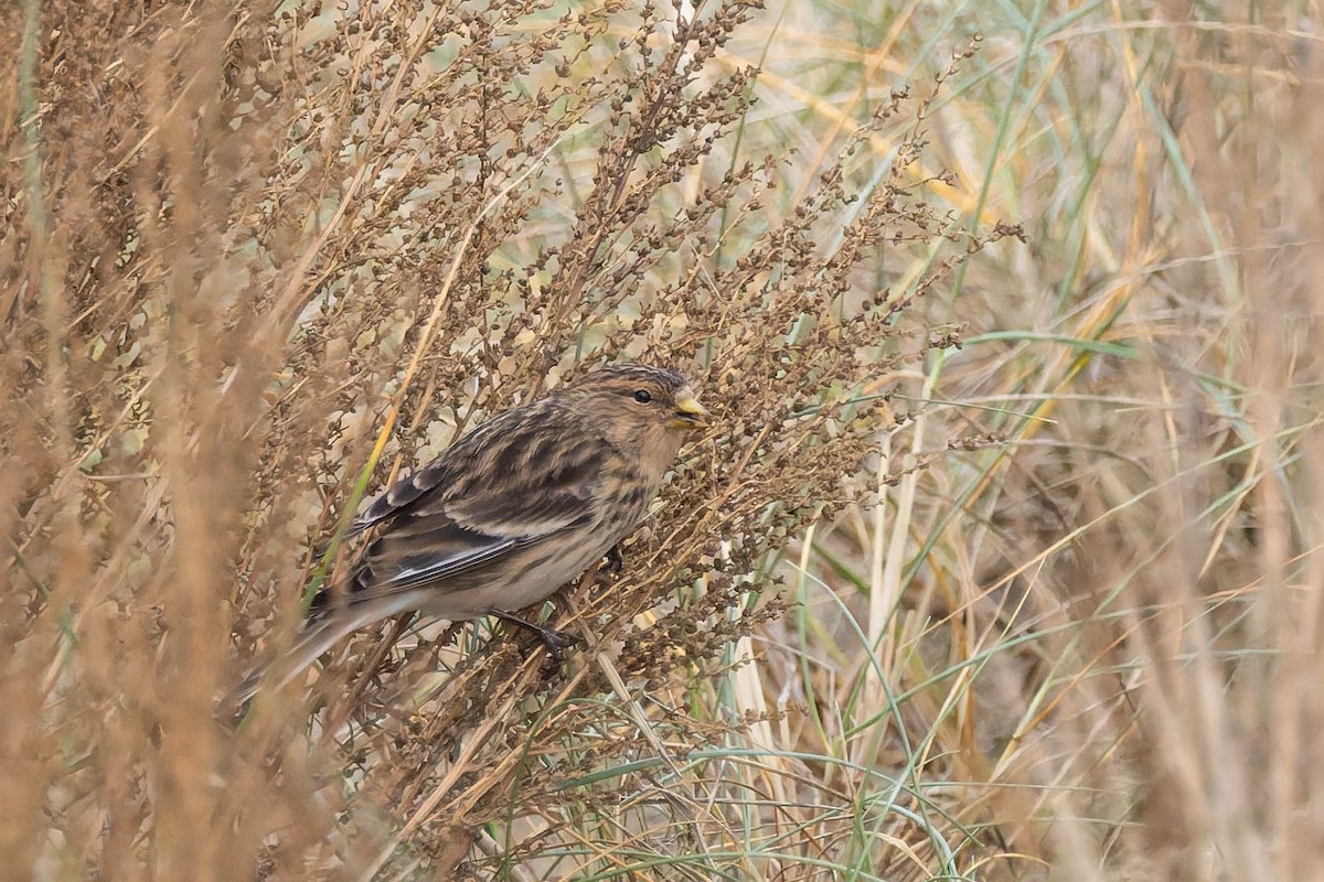Twite - ML644936398
