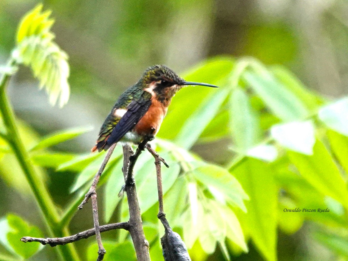 White-bellied Woodstar - ML644936445