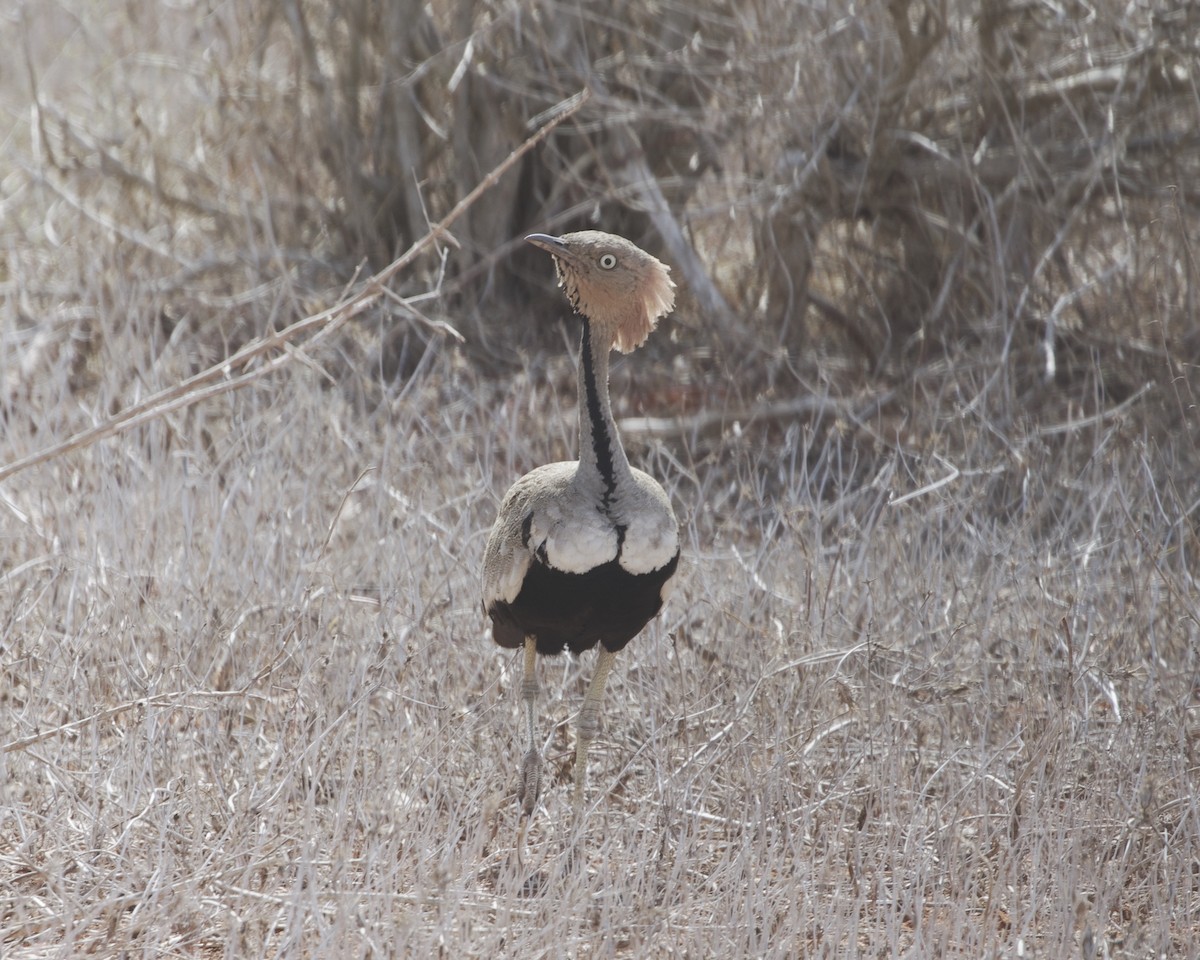 Outarde d'Oustalet - ML644936450