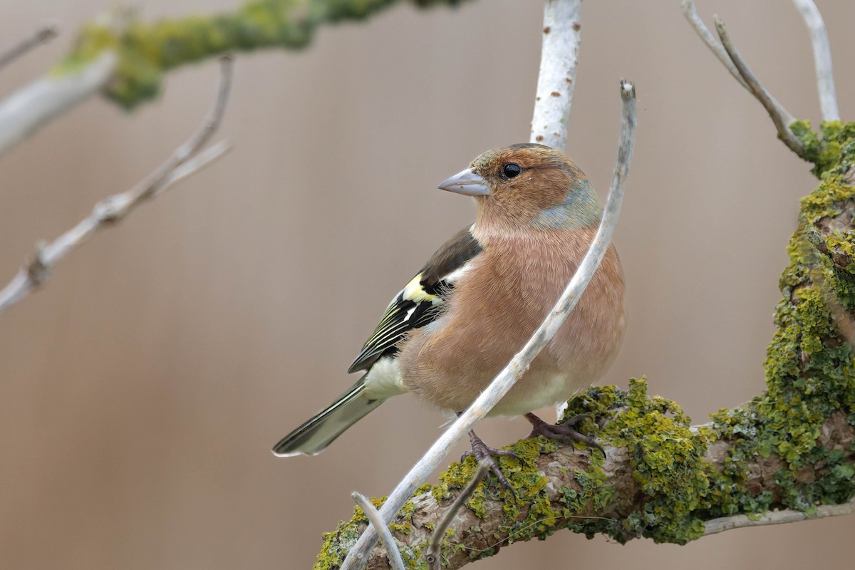 Common Chaffinch - ML644936456