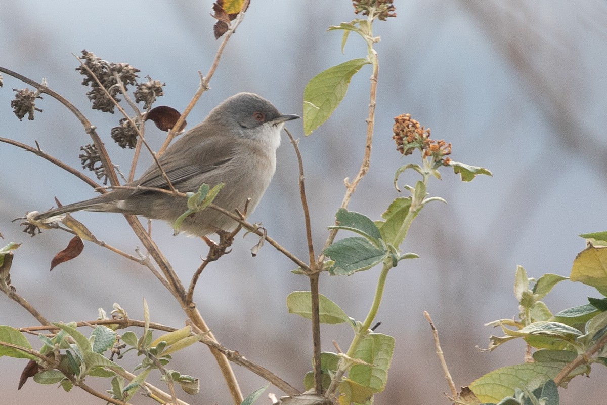 Sardinian Warbler - ML644936474