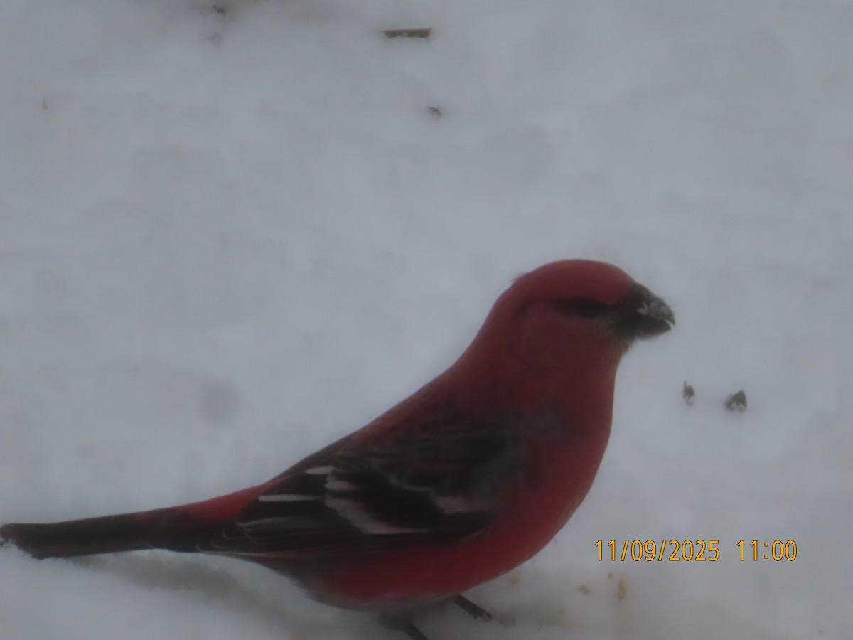 Pinu-gailupa - ML644936486