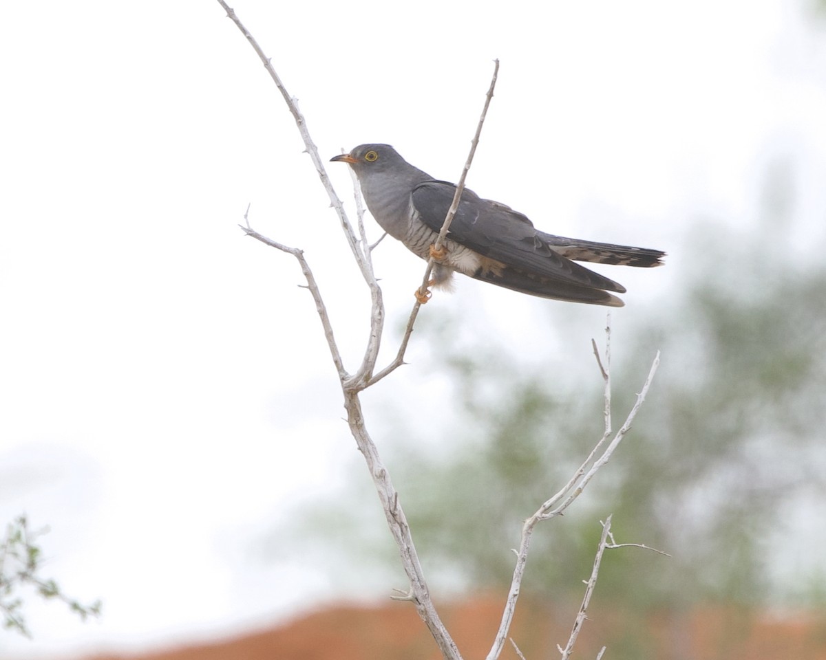 Coucou africain - ML644936490