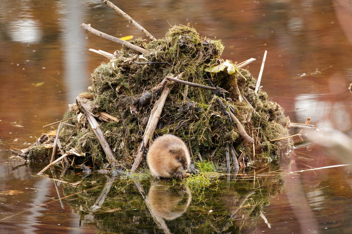 麝鼠 - ML644936504