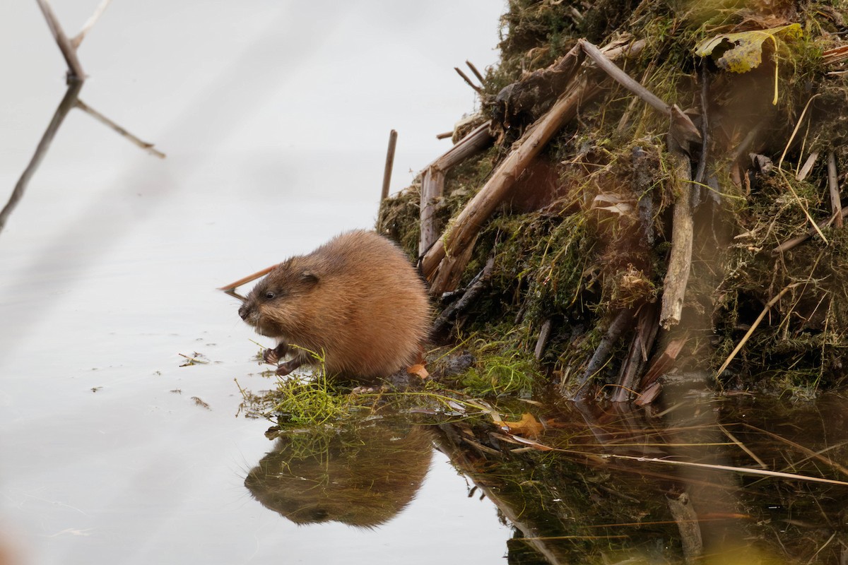 麝鼠 - ML644936514