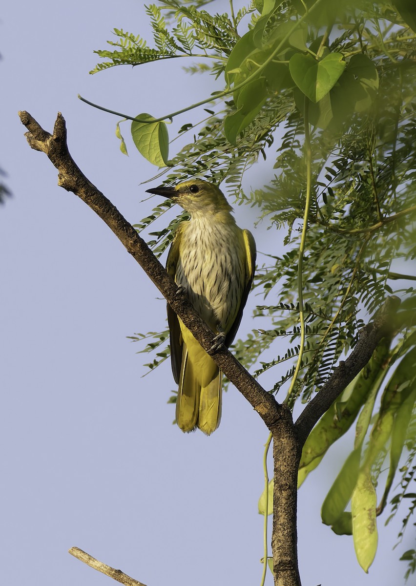 Indian Golden Oriole - ML644936546