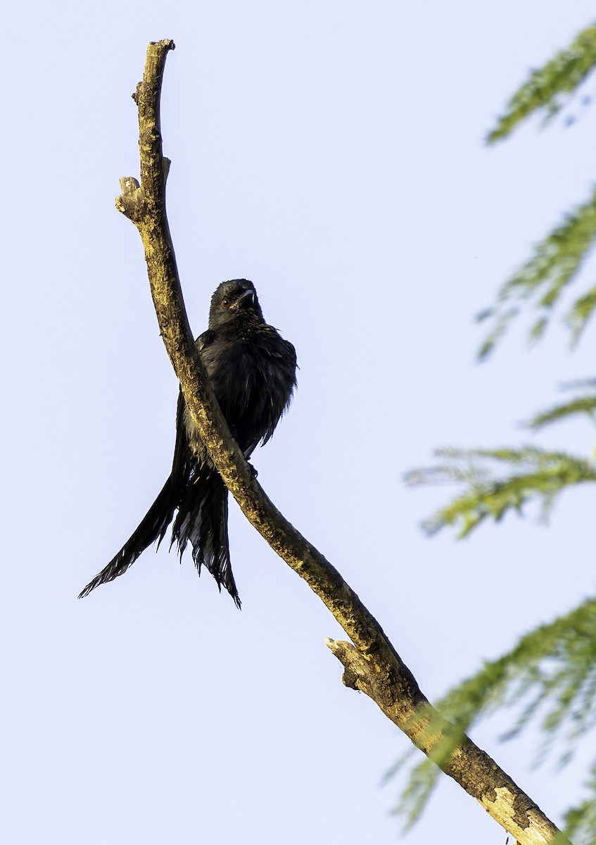 drongo černý - ML644936553