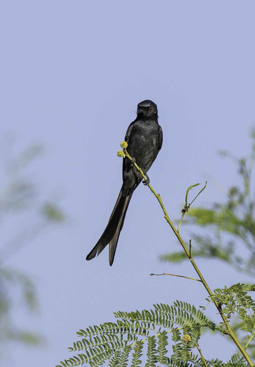 drongo černý - ML644936555