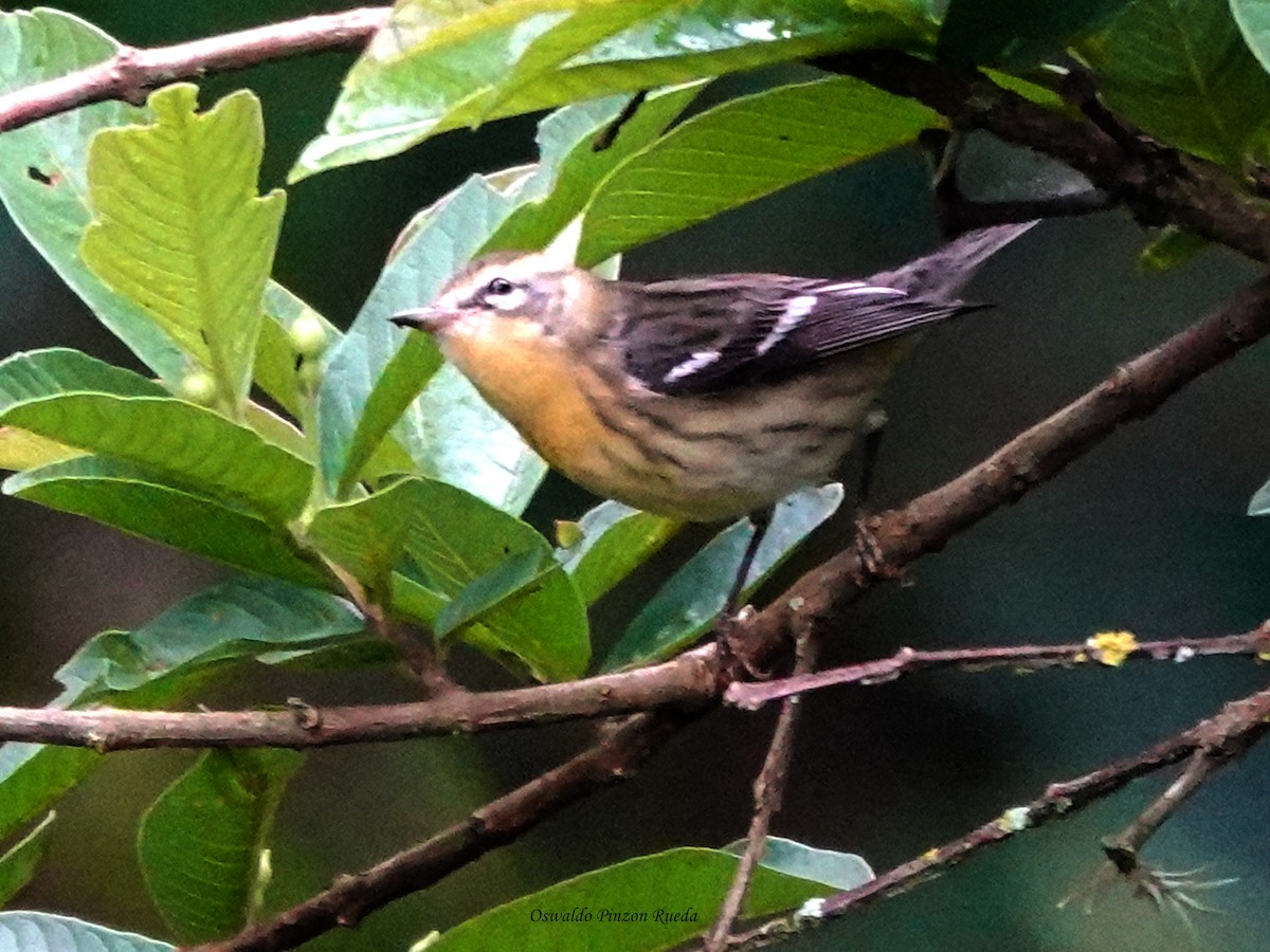 Reinita Gorjinaranja - ML644936560