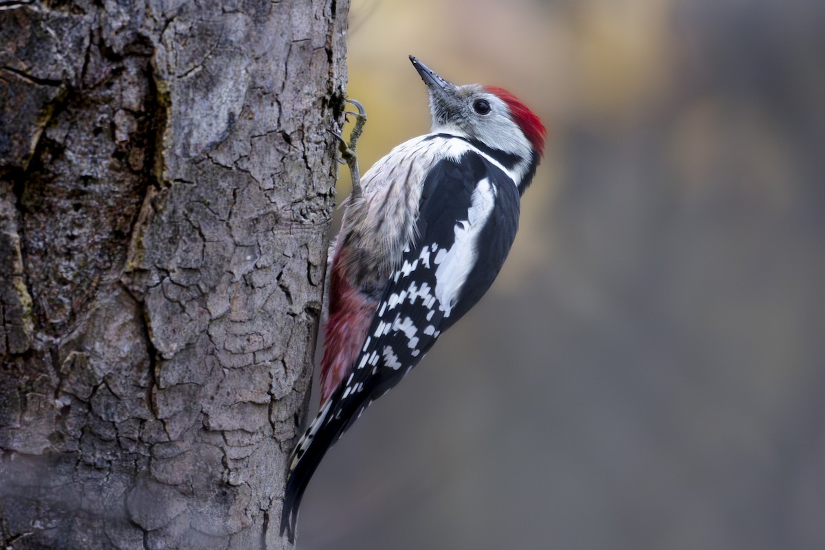 strakapoud prostřední - ML644936620