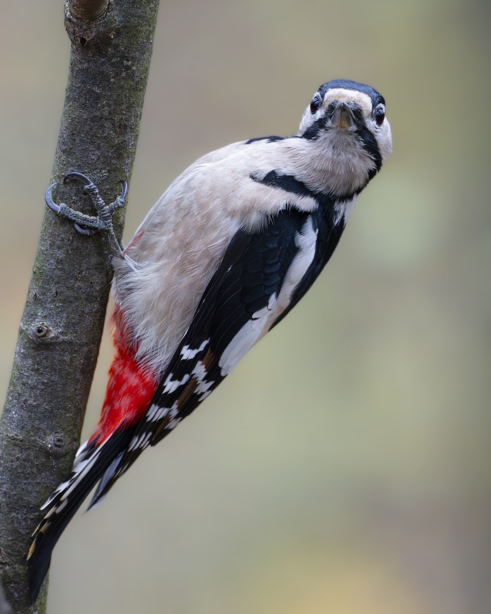 strakapoud velký - ML644936635