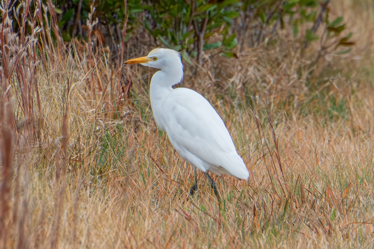 Western Cattle-Egret - ML644936636