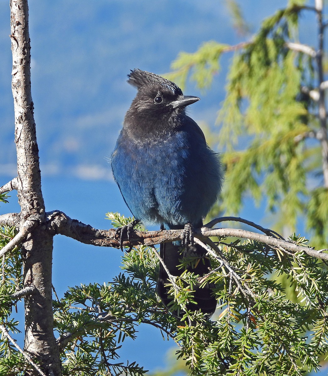 ステラーカケス - ML644936640