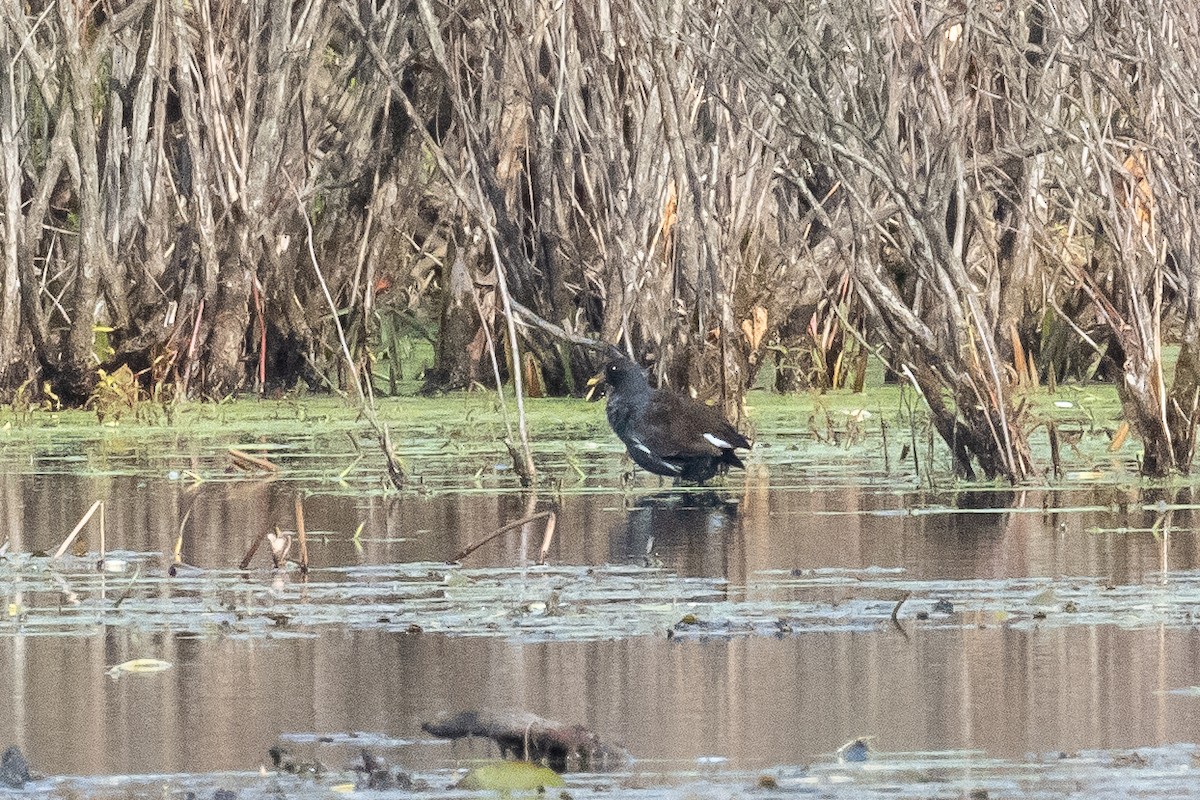 Курочка латиноамериканська - ML644936642