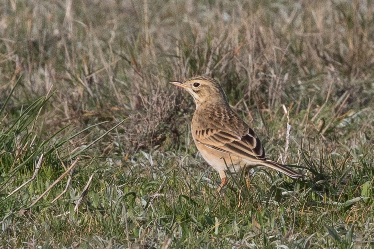 Bisbita de Richard - ML644936644