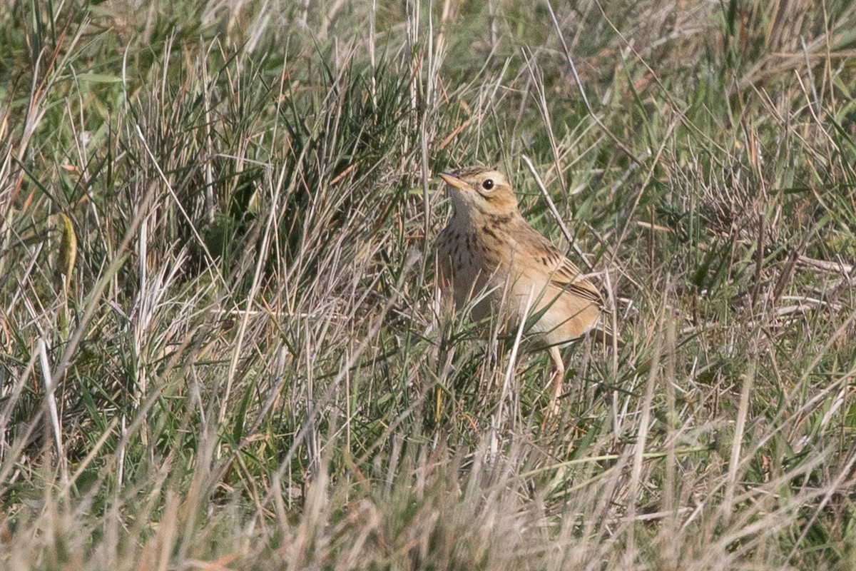 Bisbita de Richard - ML644936645