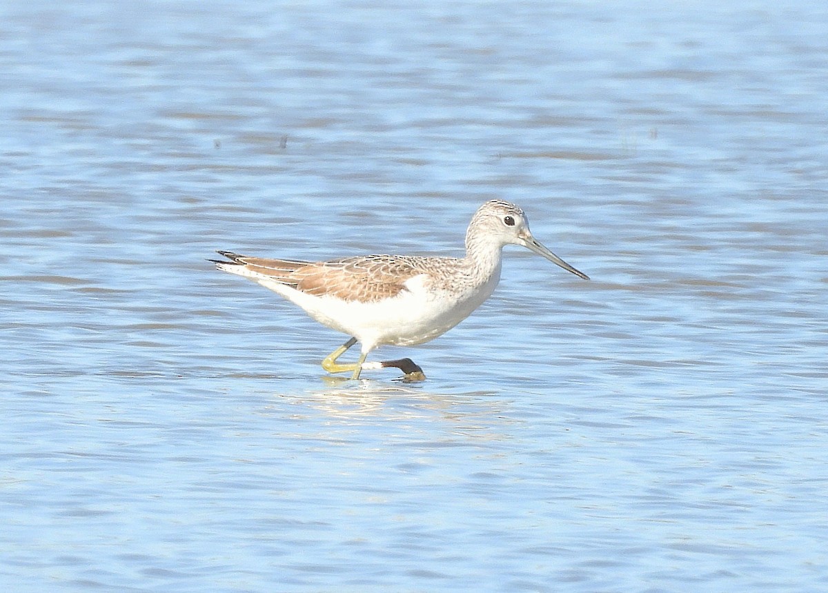Common Greenshank - ML644936658