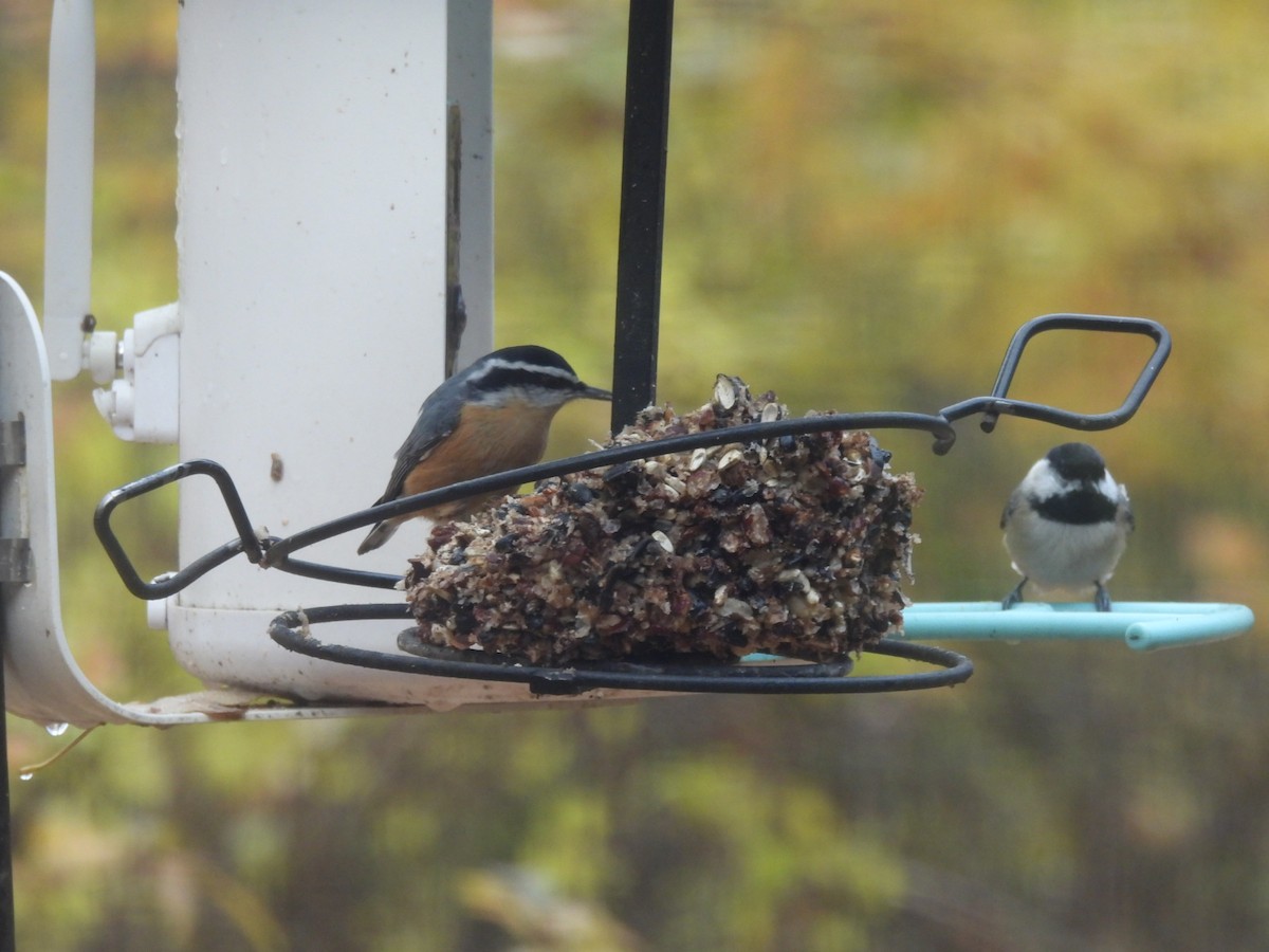 brhlík americký - ML644936672