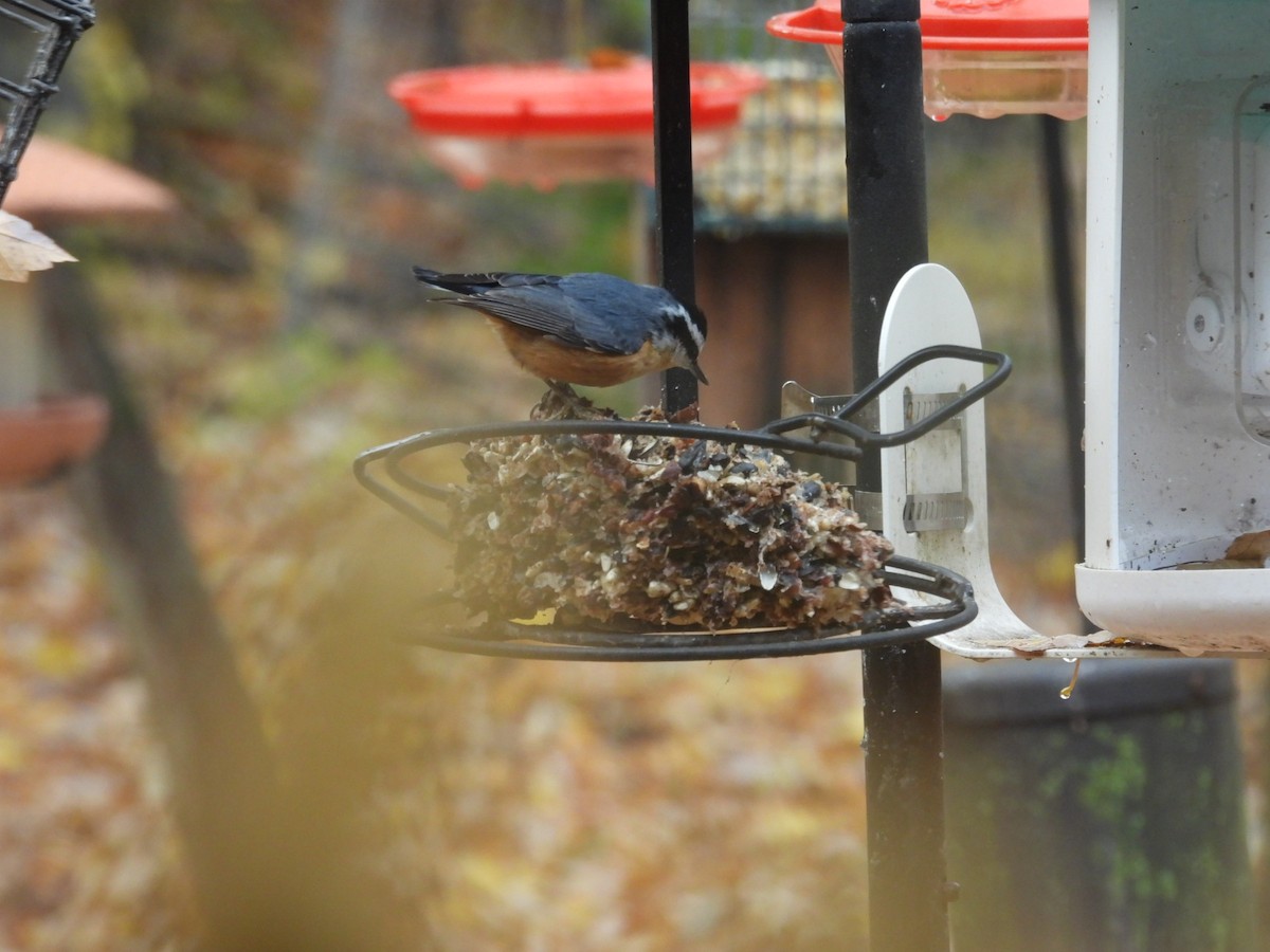 brhlík americký - ML644936673