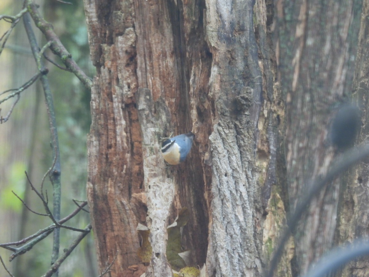 brhlík americký - ML644936688