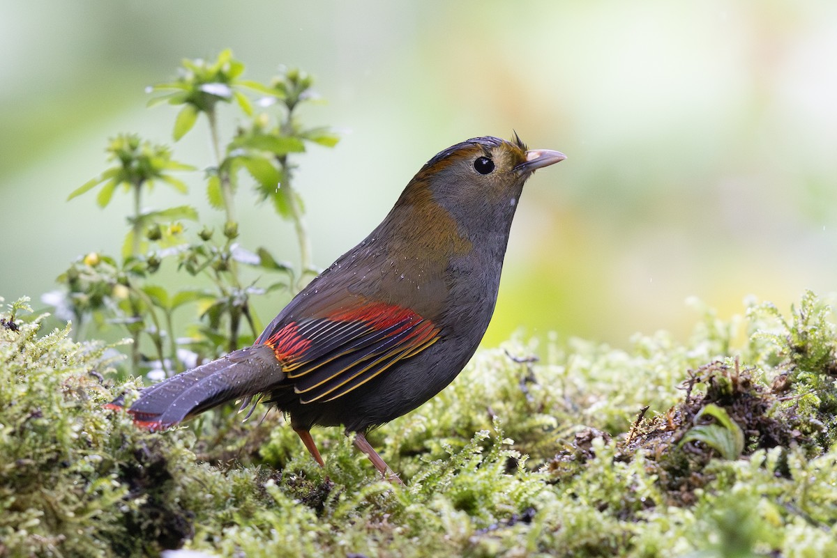 Emei Shan Liocichla - ML644936695