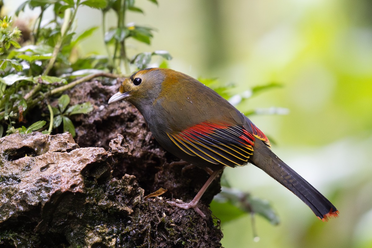 Emei Shan Liocichla - ML644936696