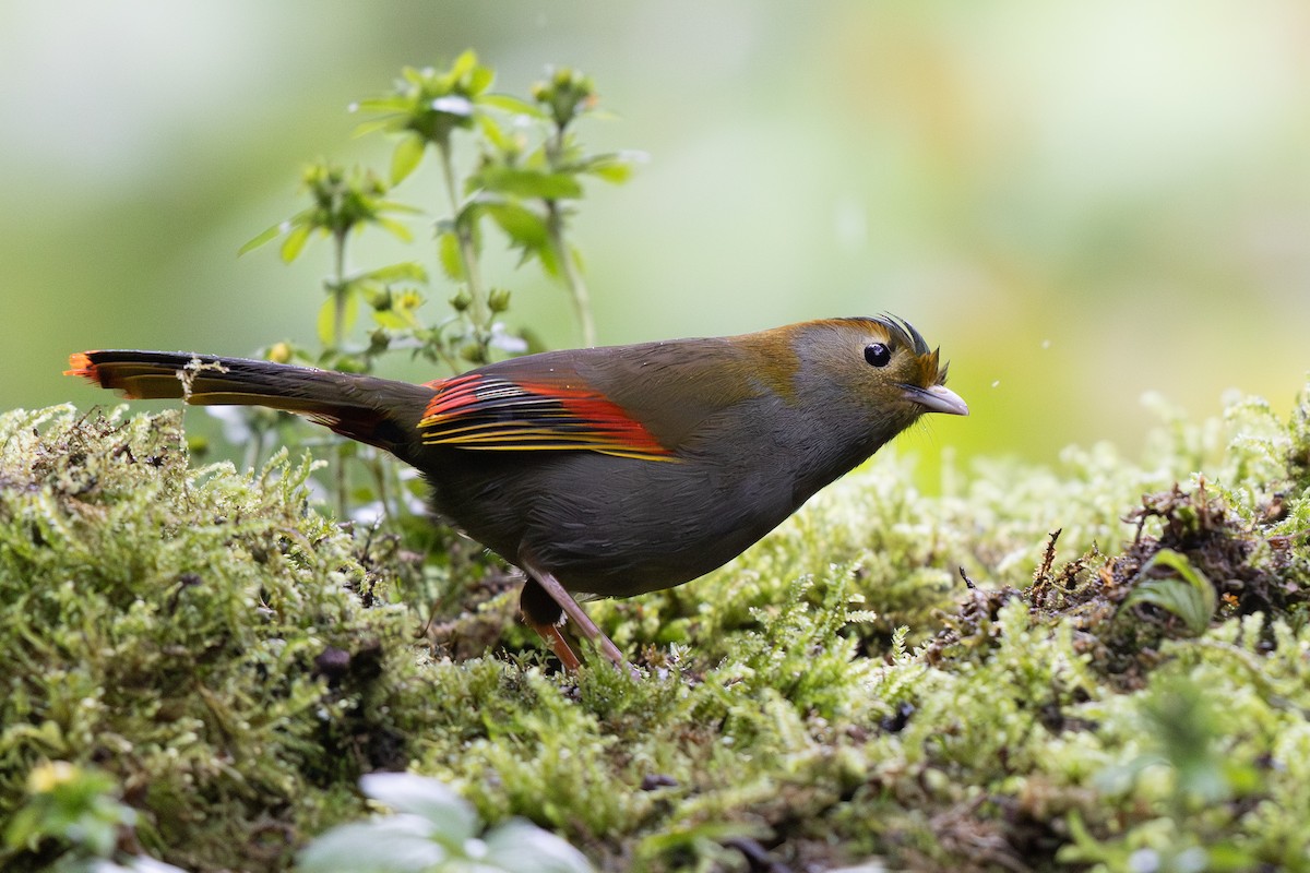 Emei Shan Liocichla - ML644936697