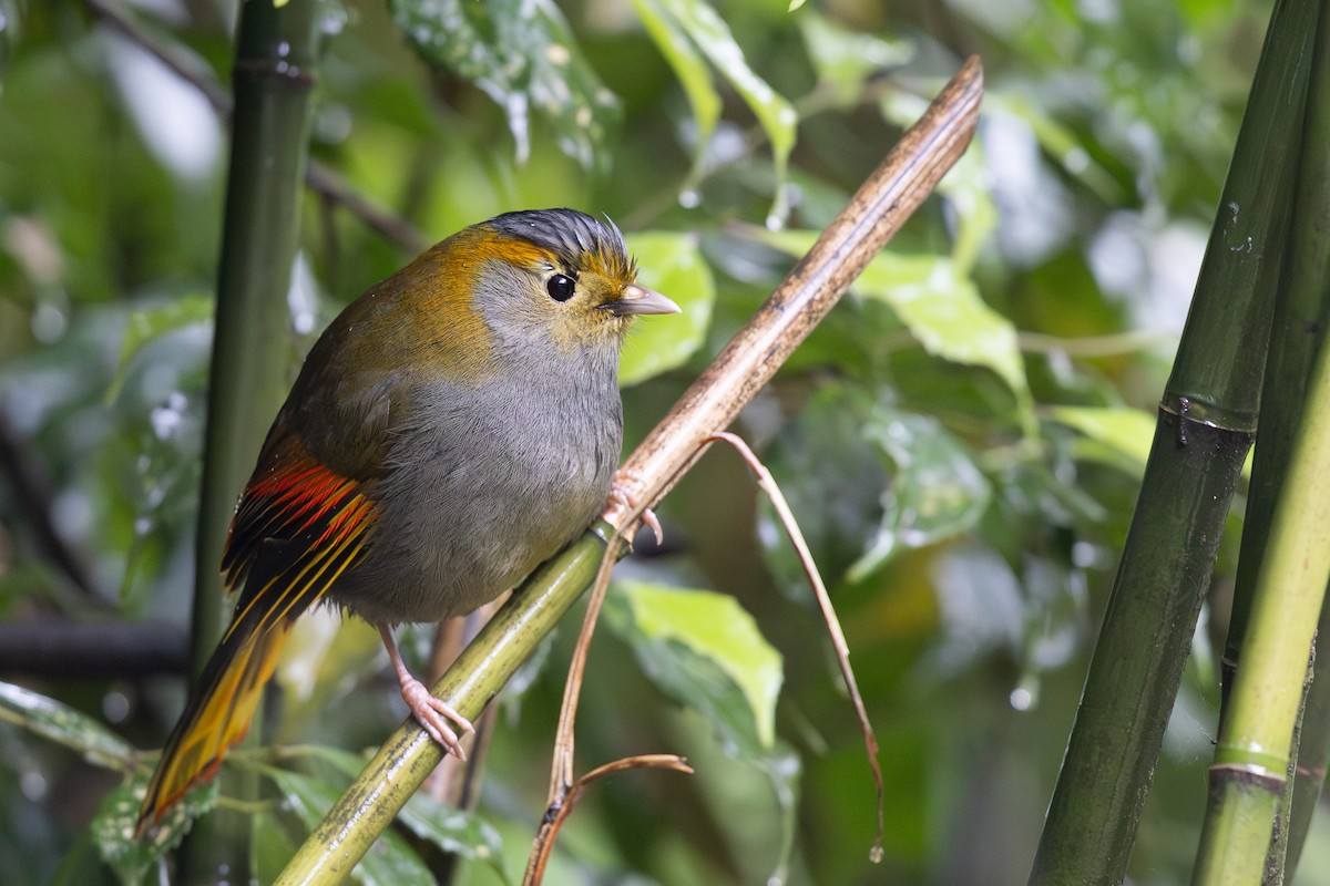 Emei Shan Liocichla - ML644936698