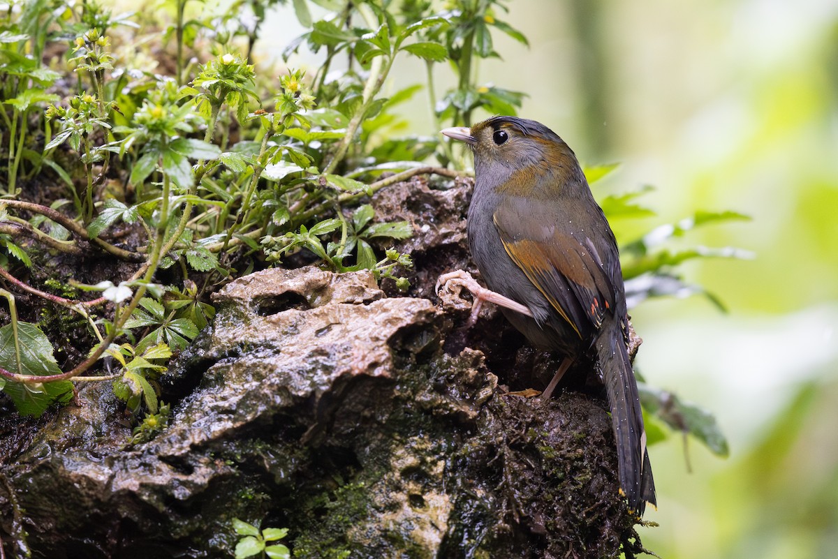 Emei Shan Liocichla - ML644936699