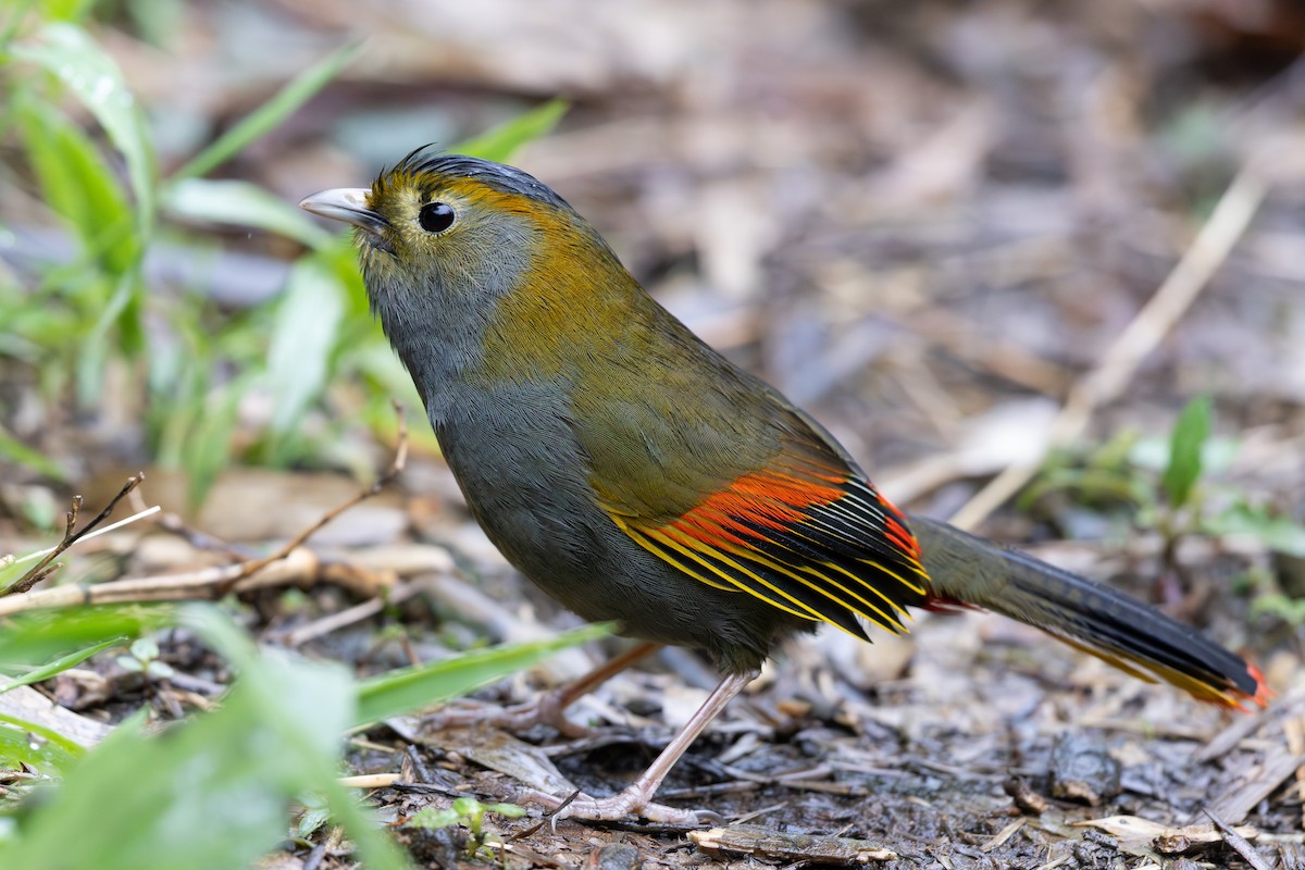 Emei Shan Liocichla - ML644936700