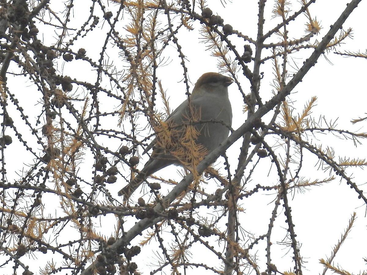 Pinu-gailupa - ML644936701