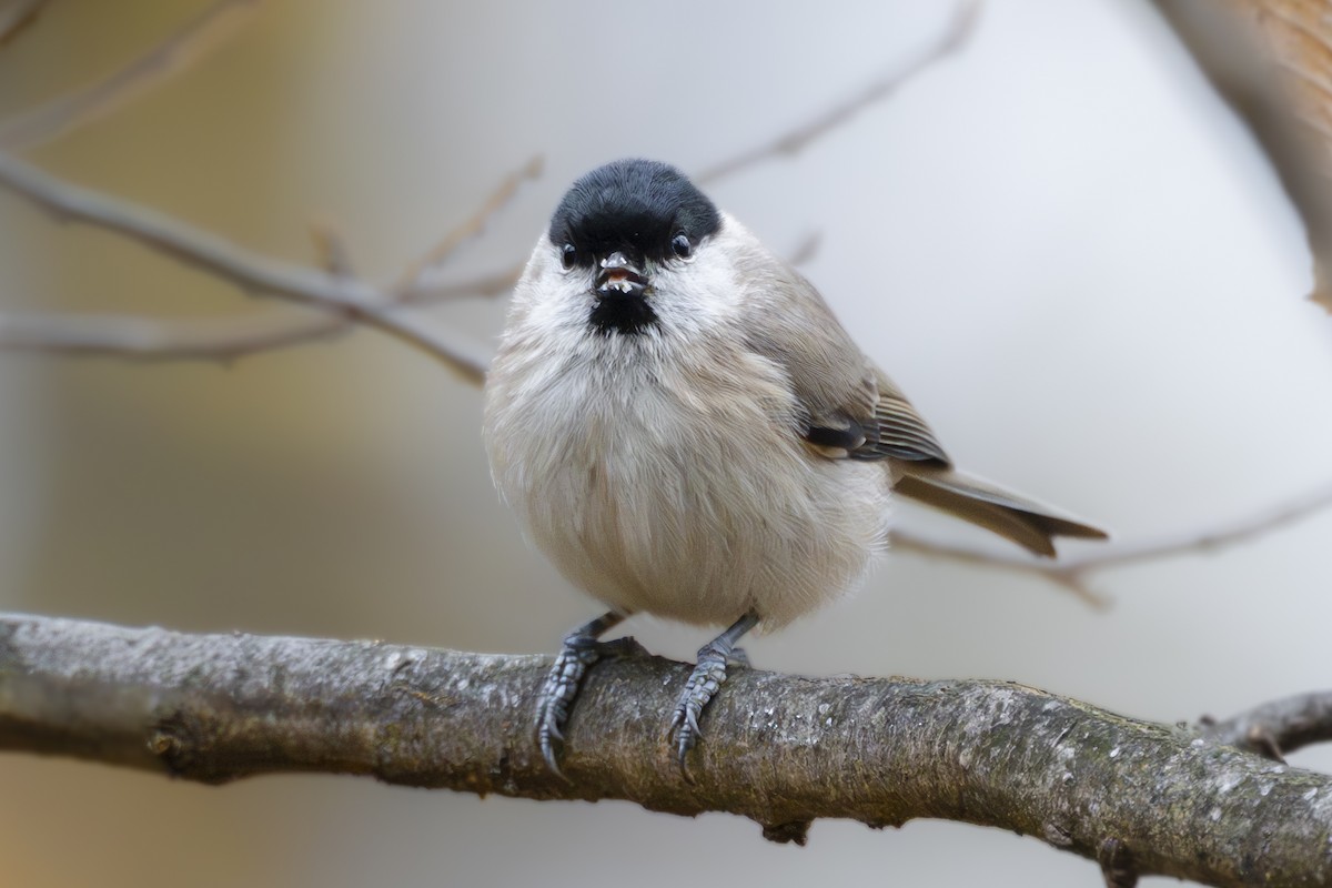 sýkora babka - ML644936702